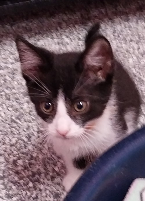 Elegant * In Foster * photo 3