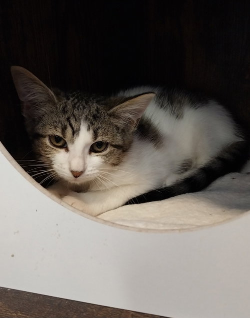 picture of the cat needing adoption