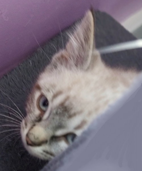 Elliott * In Foster * photo 2