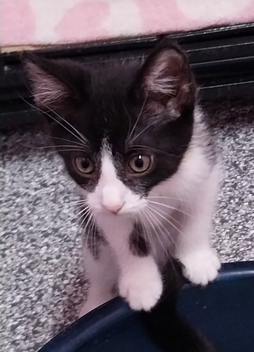 Merlin * In Foster *