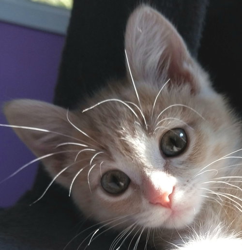 Apple Sauce * In Foster *