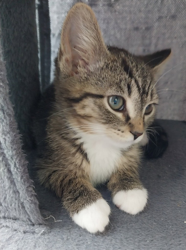 Baked Beans * IN FOSTER *
