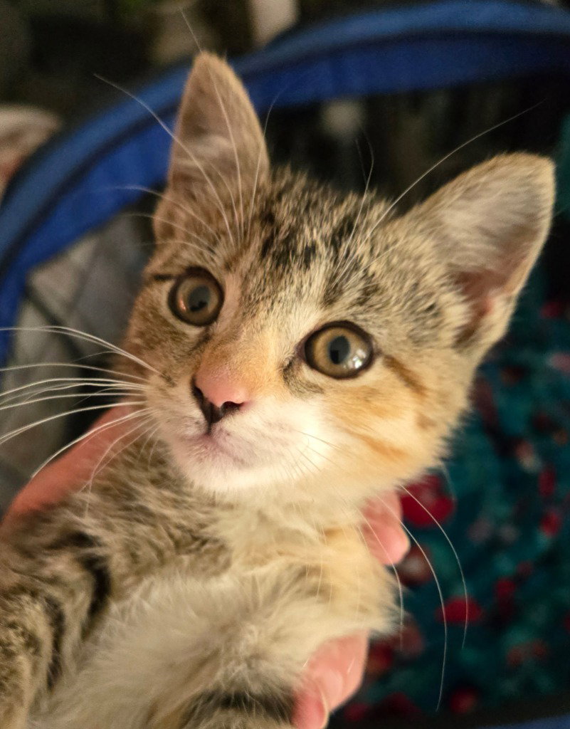 Razzles *IN FOSTER*