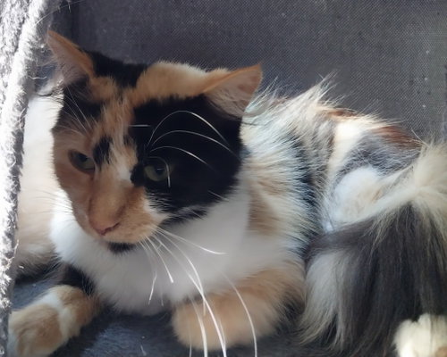 Calista * In Foster *