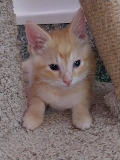 Marty *In Foster*