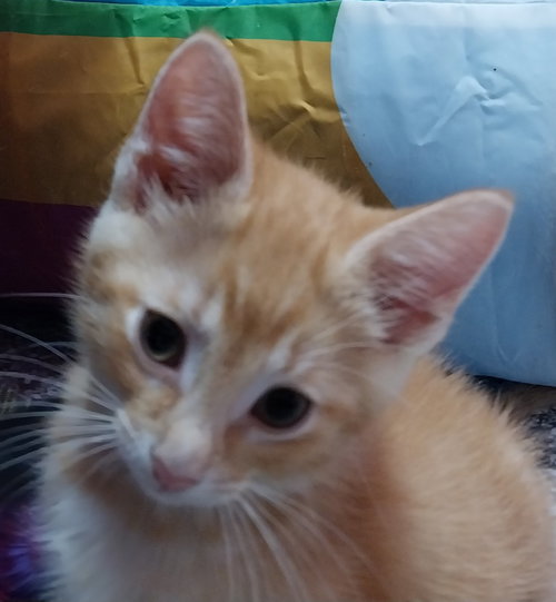 Matty  * In Foster * photo 2