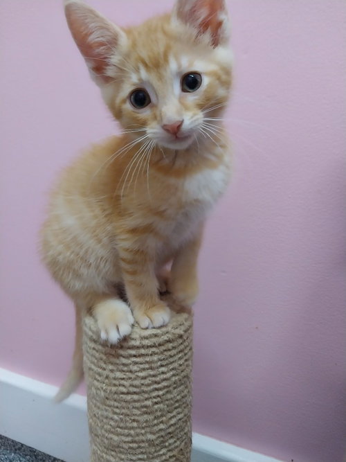 Matty  * In Foster * photo 4