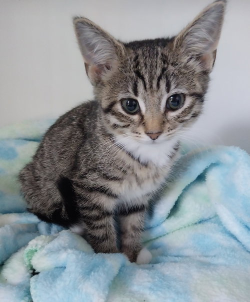 Ms. Plymouth * In Foster * photo 2