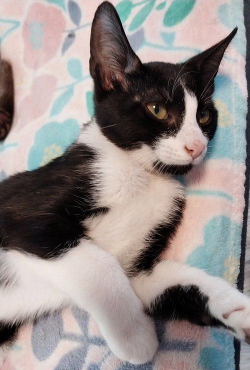 picture of the cat needing adoption