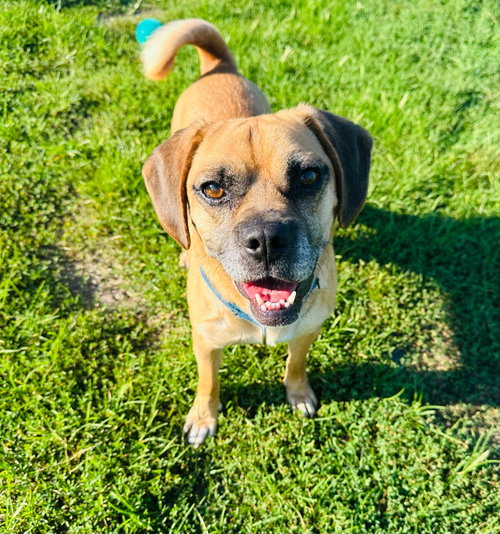 Simba, an adoptable Pug in South Bend, IN