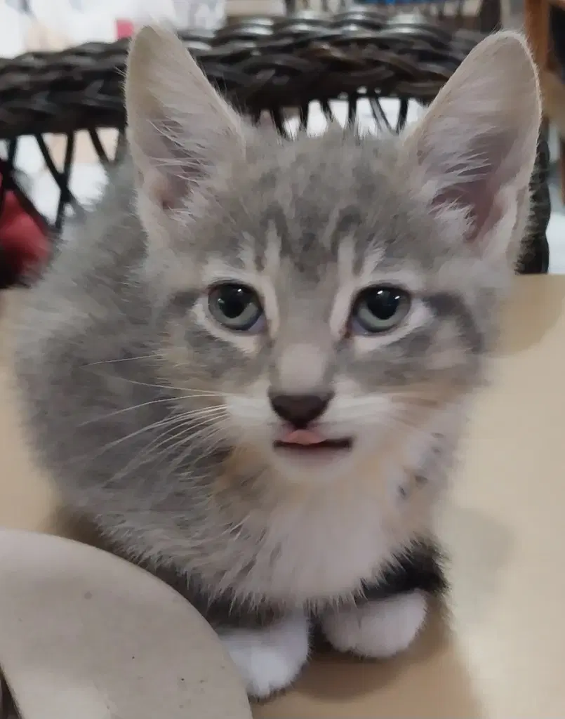 Sandy In Foster - Domestic Short Hair
