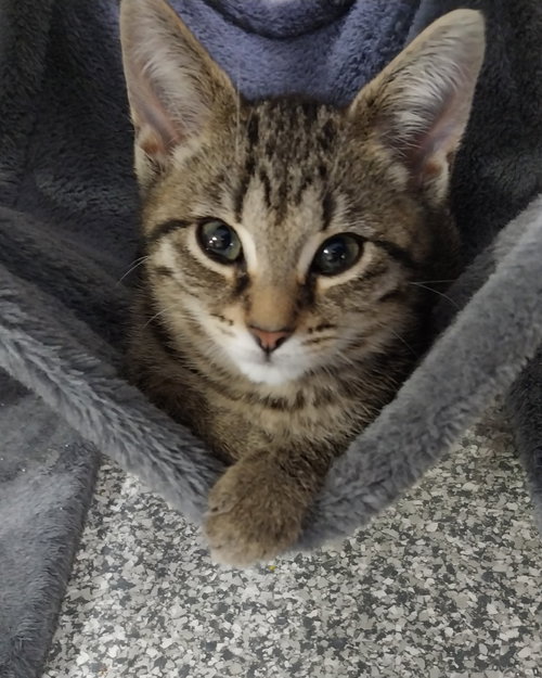 picture of the cat needing adoption