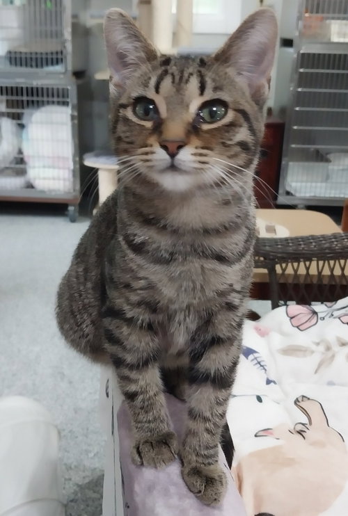 Lyric IN FOSTER, photo 2