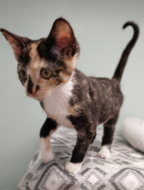 picture of the cat needing adoption