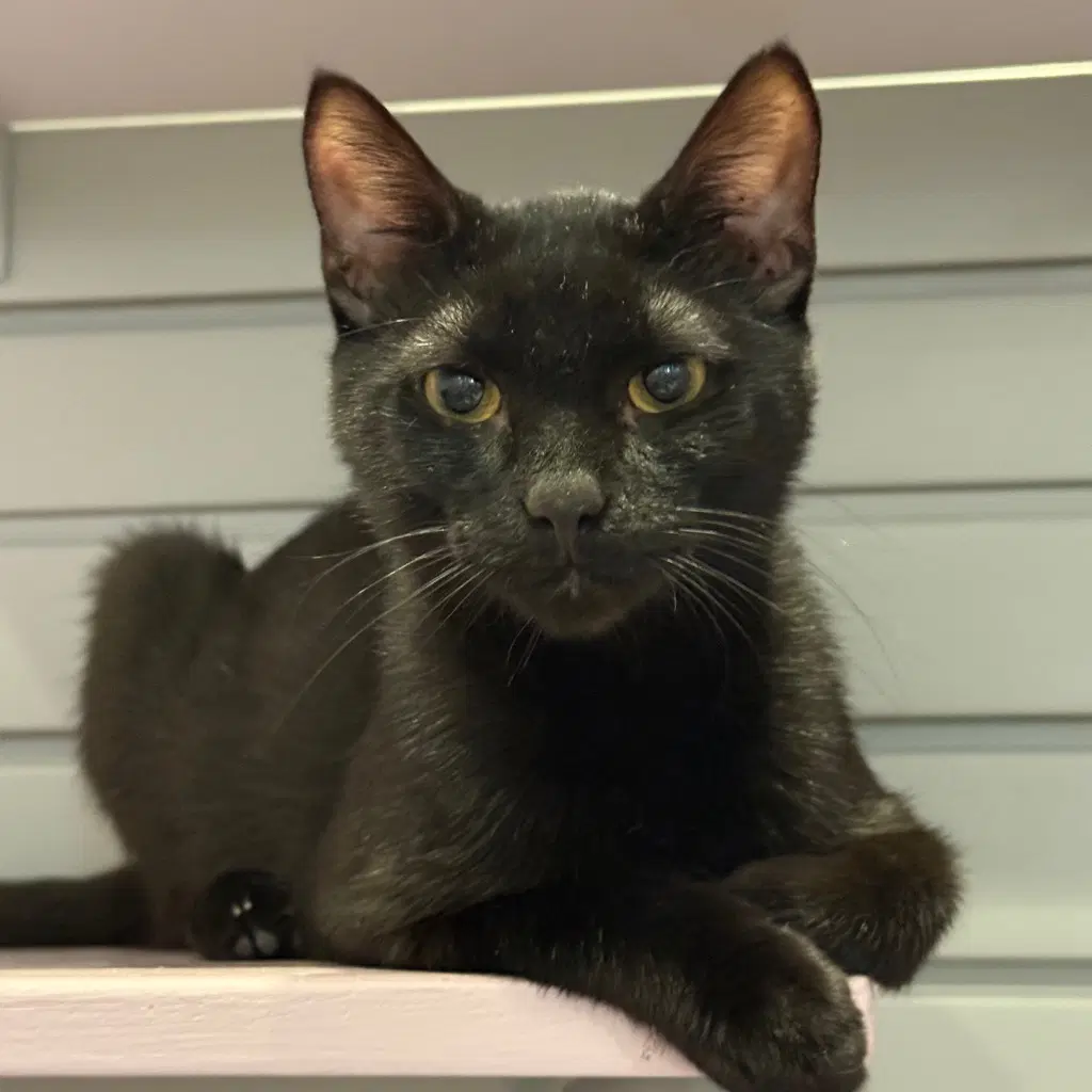 Niko - Domestic Short Hair