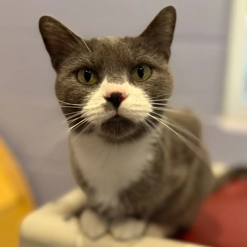 Lottie - Domestic Short Hair