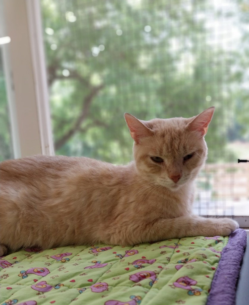 Blondie * IN FOSTER *
