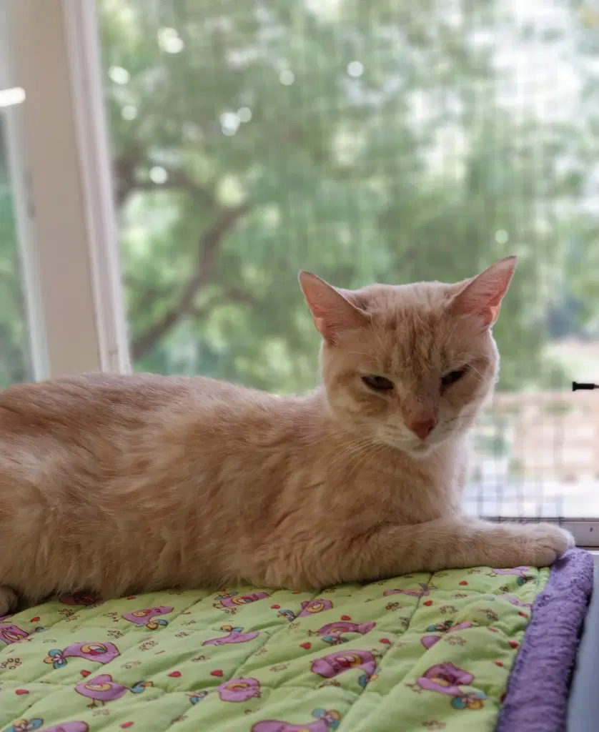 Blondie  In Foster - Domestic Short Hair