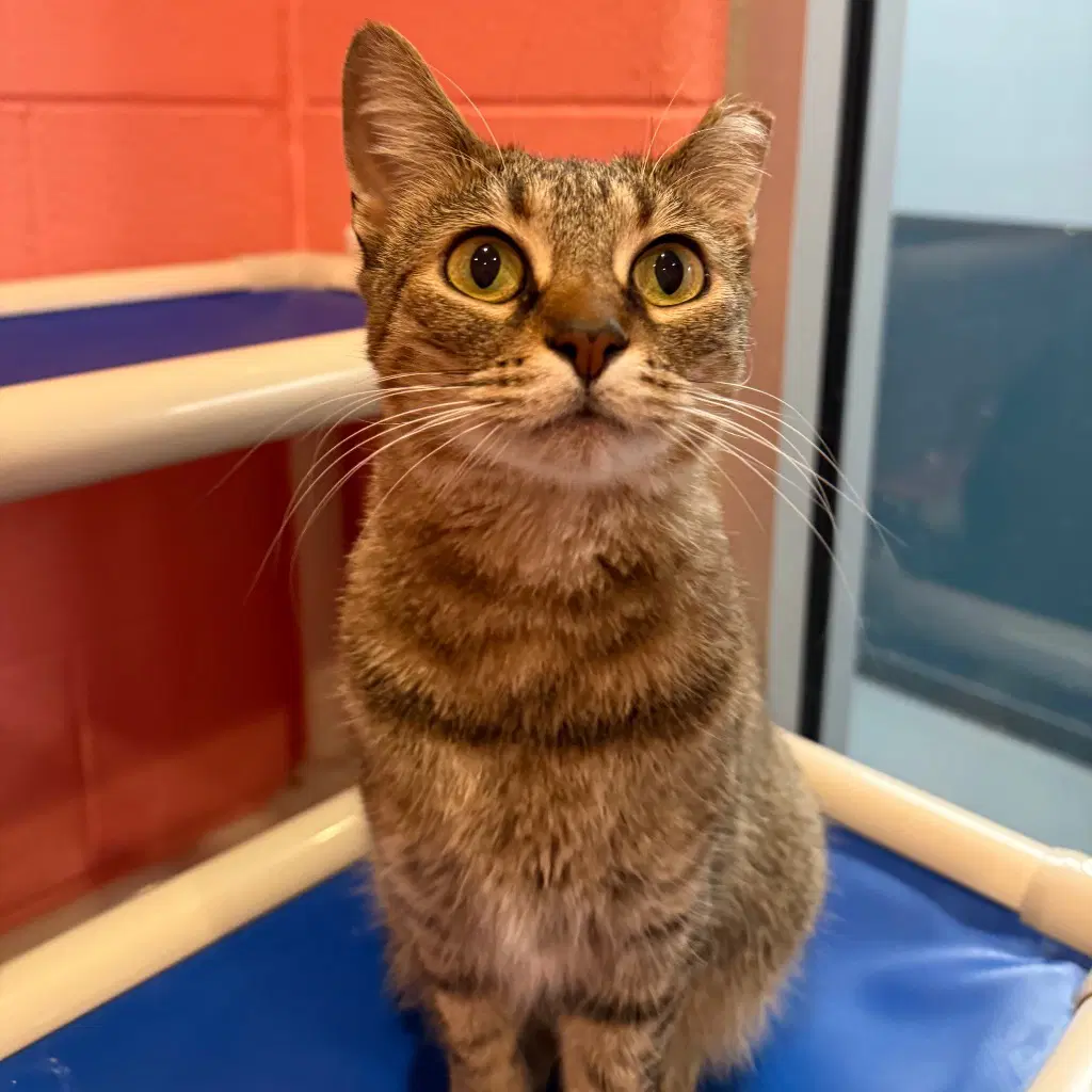 Weeskers - Domestic Short Hair
