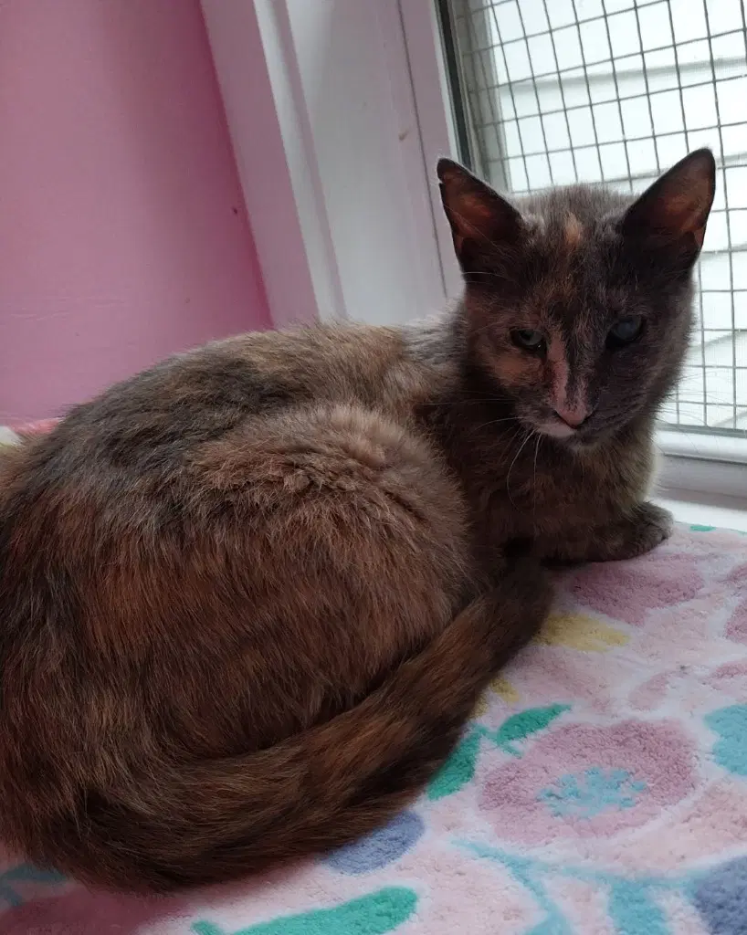 Neptune  In Foster - Domestic Short Hair