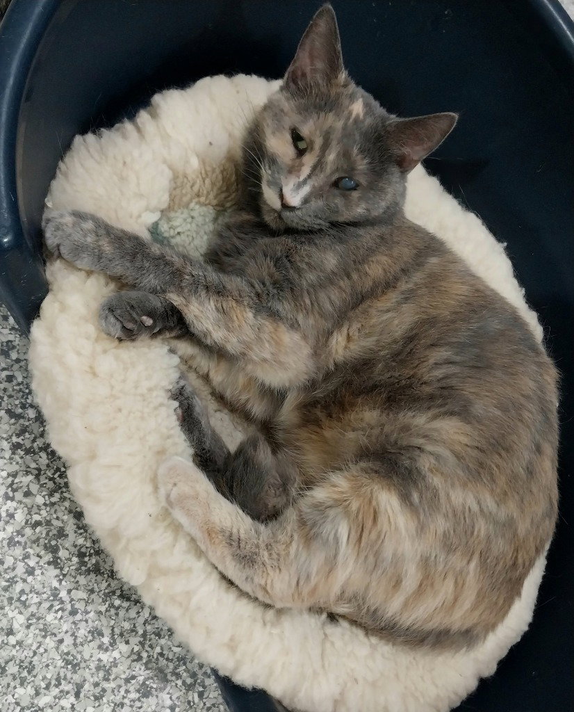 Neptune * IN FOSTER *, photo 2