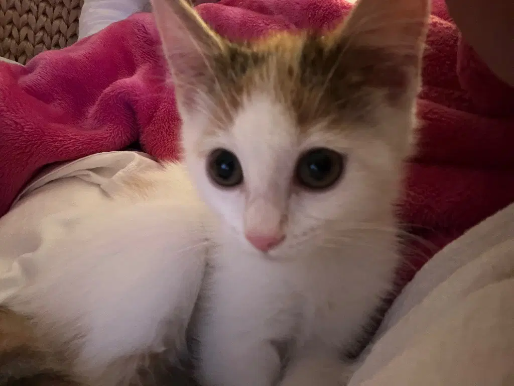Popcorn  In Foster - Domestic Short Hair
