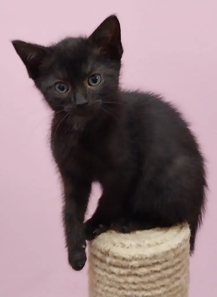 Eclipse  In Foster - Domestic Short Hair