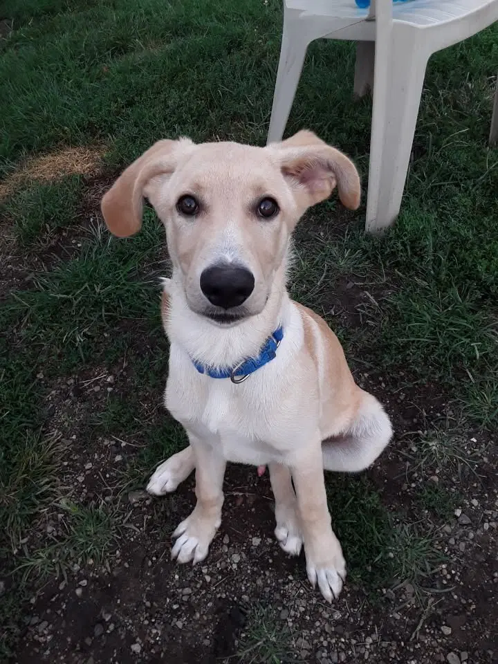 Calvin - Labrador Retriever