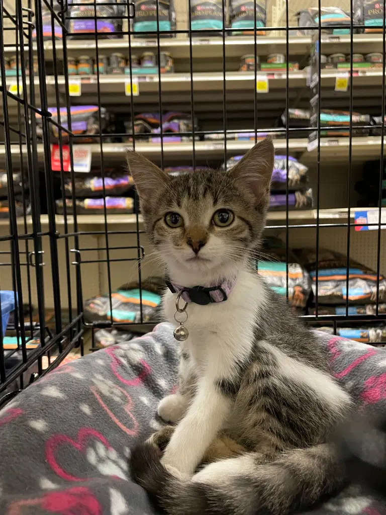 Velma In Foster - Domestic Short Hair