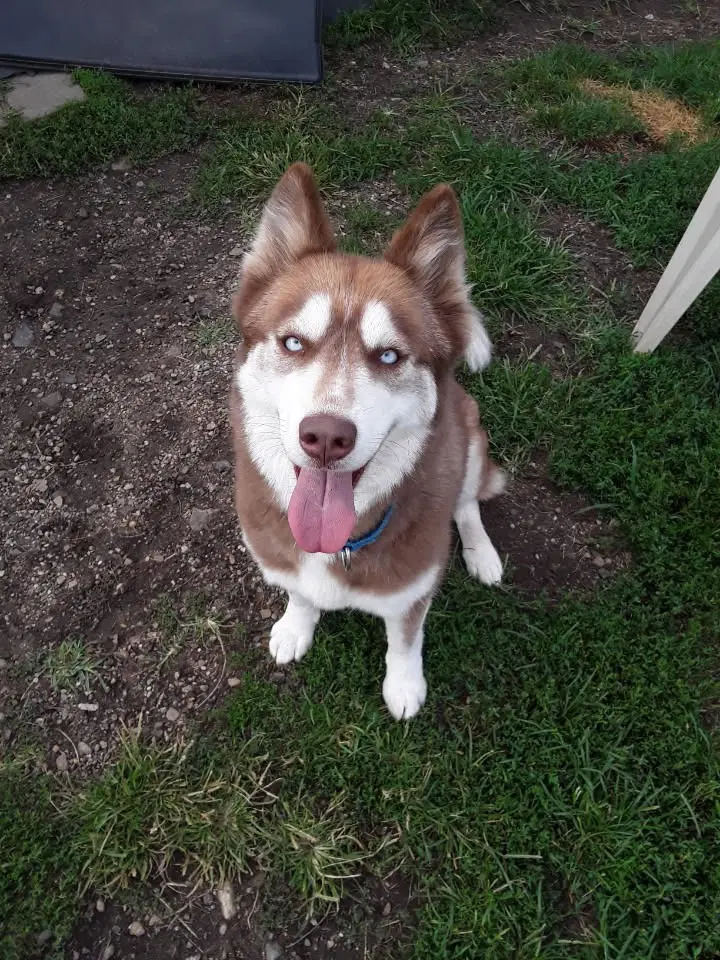 Kita - Siberian Husky