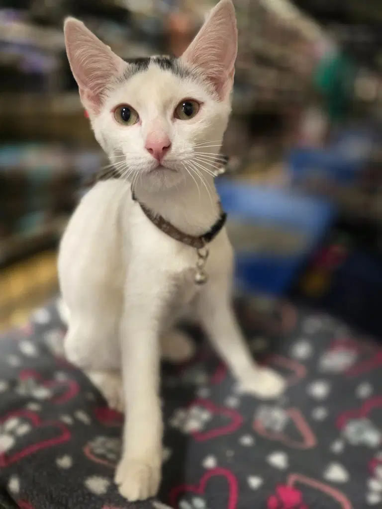 Walter Jr In Foster - Domestic Medium Hair
