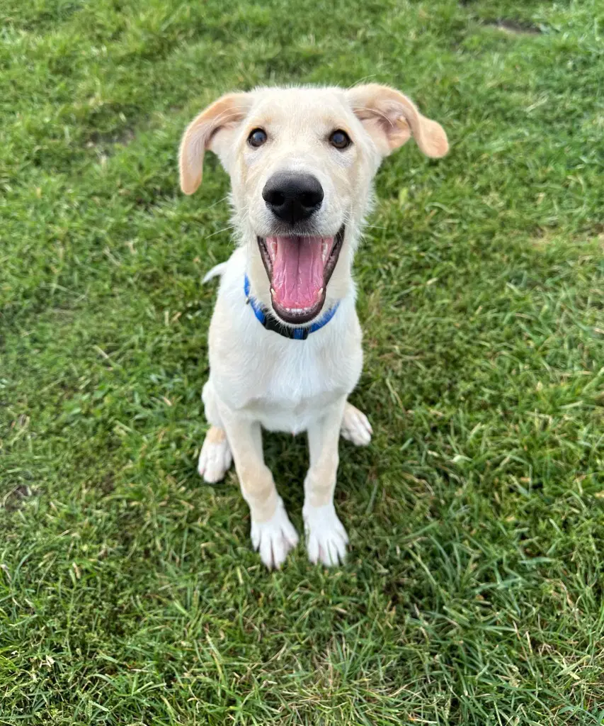 Parker - Labrador Retriever