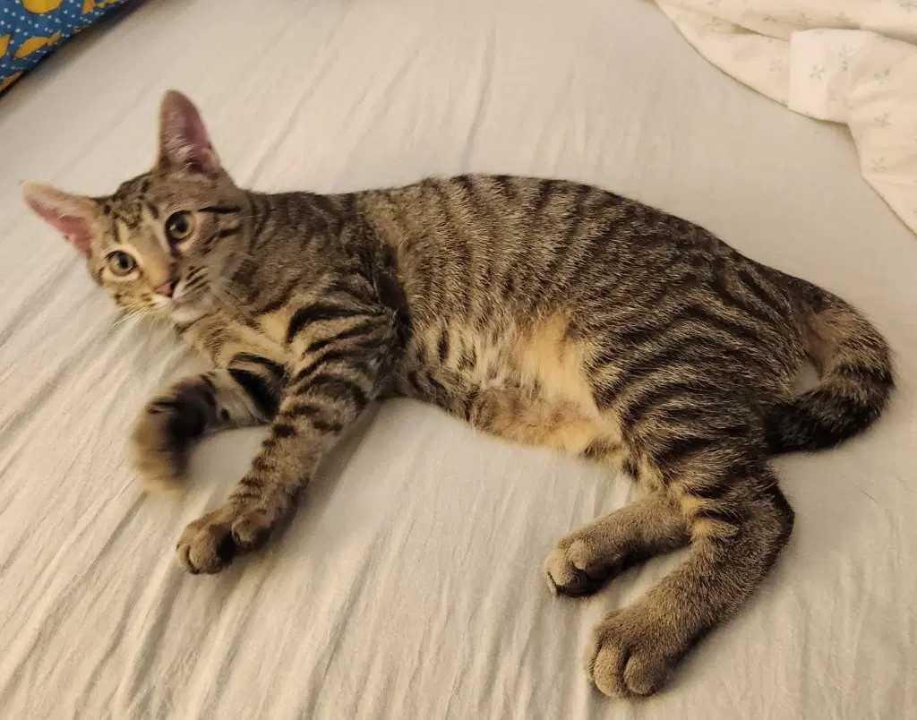 Ziggy Stardust In Foster - Domestic Short Hair