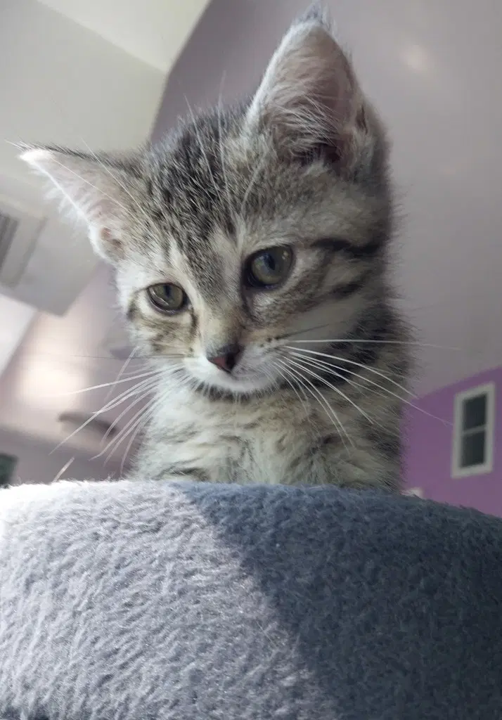 Stormy  In Foster - Domestic Short Hair