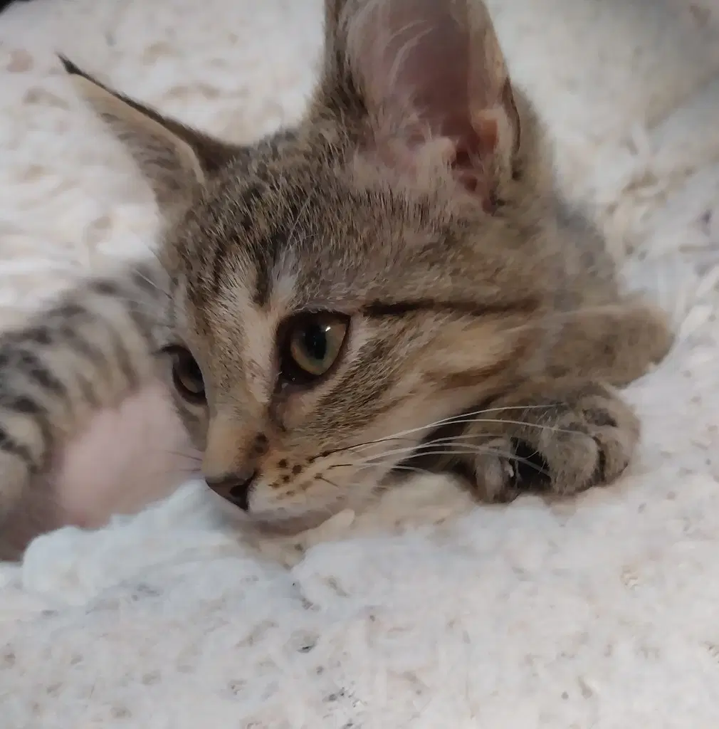 Perdita  In Foster - Domestic Short Hair