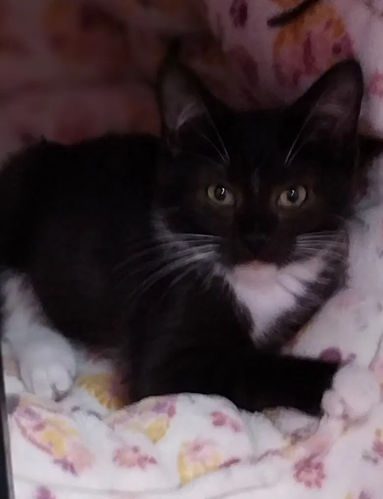 Tito  In Foster - Domestic Short Hair