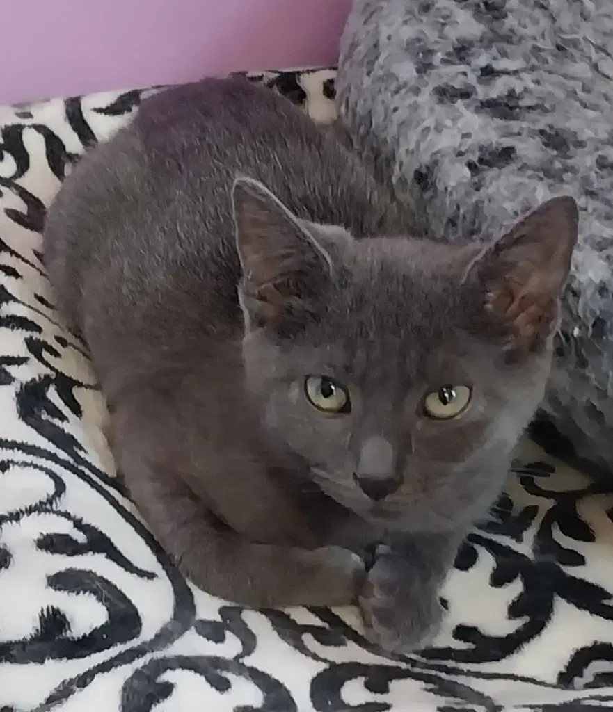 Martini  In Foster - Domestic Short Hair