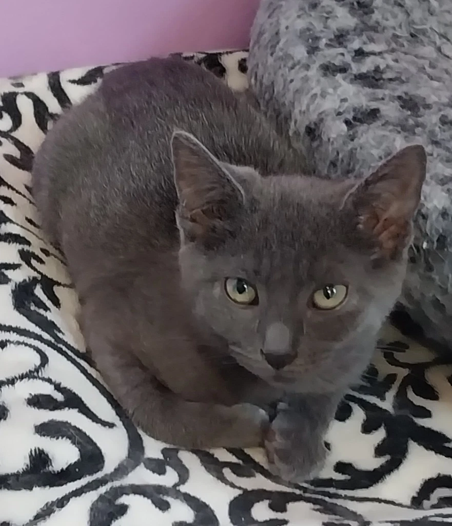Martini  In Foster