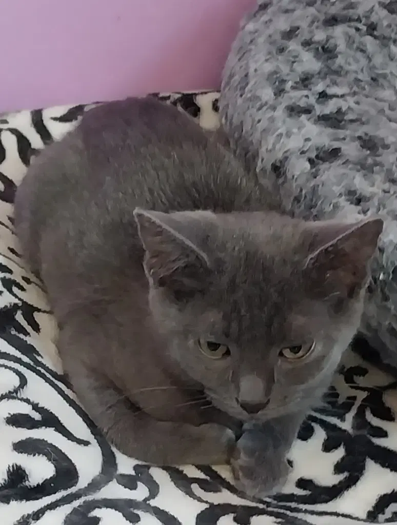 Martini  In Foster image 2