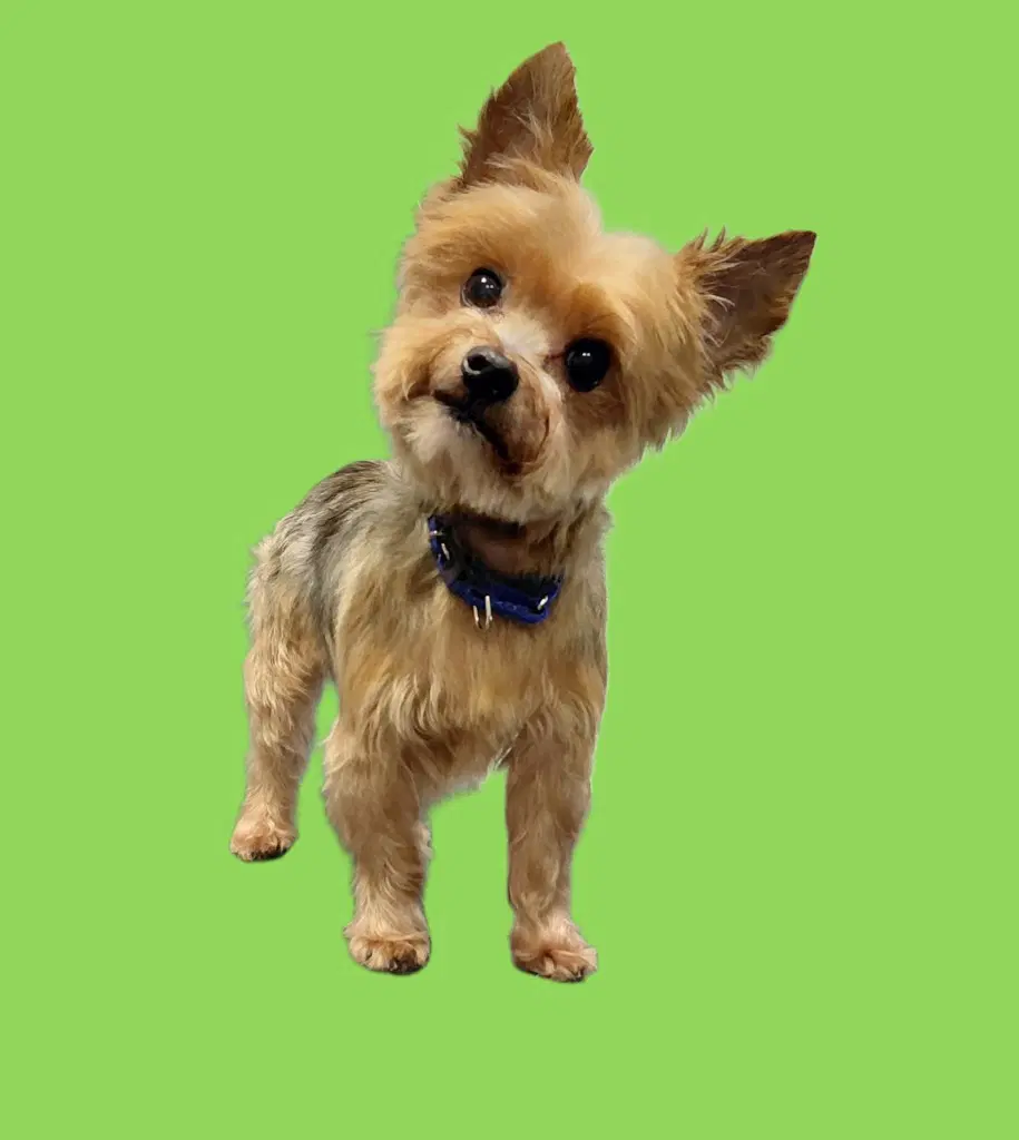 Kiki-In A Foster Home - Yorkshire Terrier Yorkie