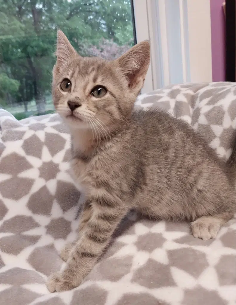 Pongo  In Foster - Domestic Short Hair