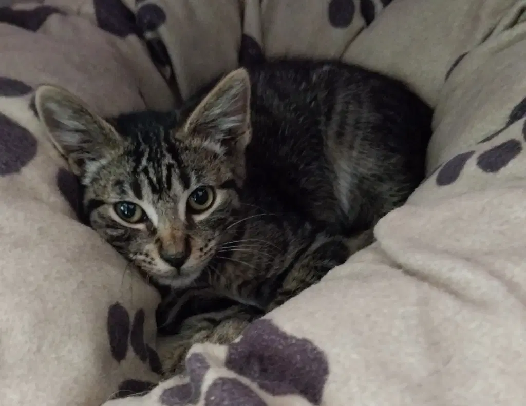 Brewski  In Foster - Domestic Short Hair