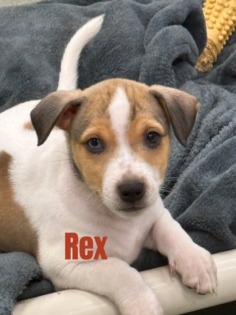 Rex-In A Foster Home - Terrier