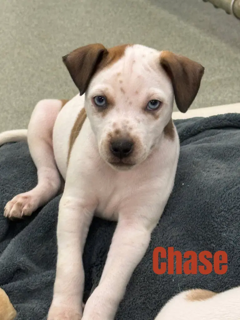 Chase-In A Foster Home - Terrier