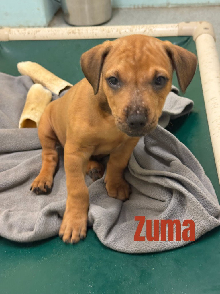 Zuma-in a foster home, photo 2