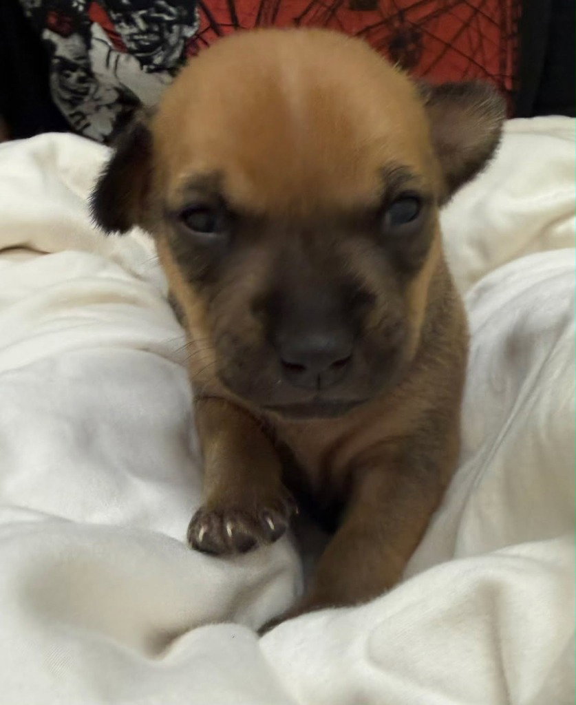 Zuma-in a foster home, photo 3