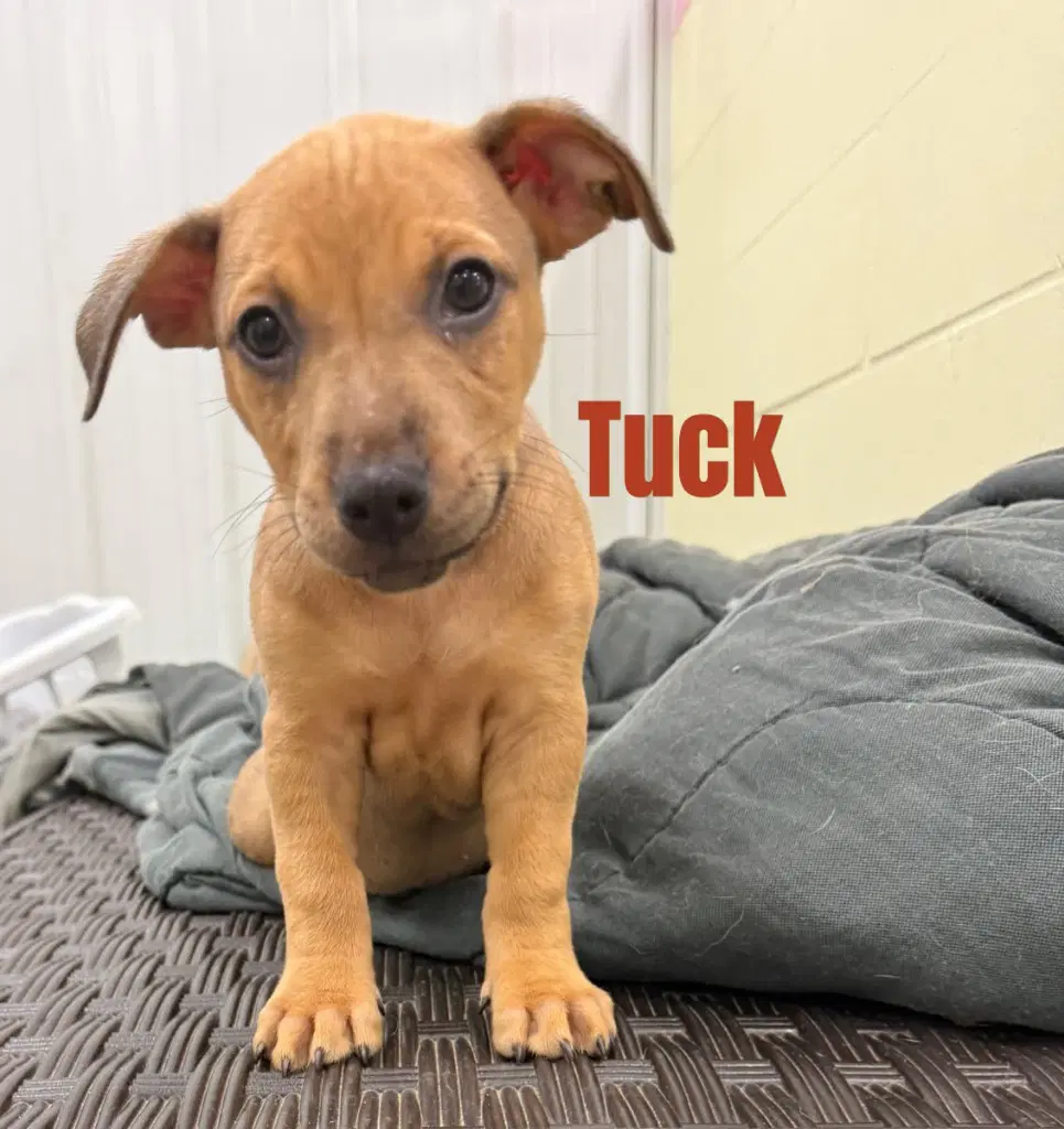 Tuck- In A Foster Home - Terrier