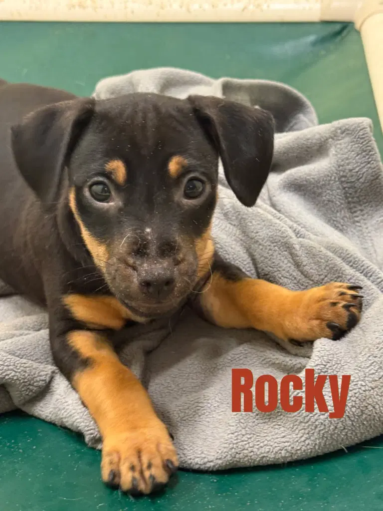 Rocky- In A Foster Home - Terrier