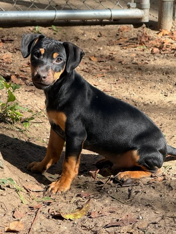 Rocky- in a foster home