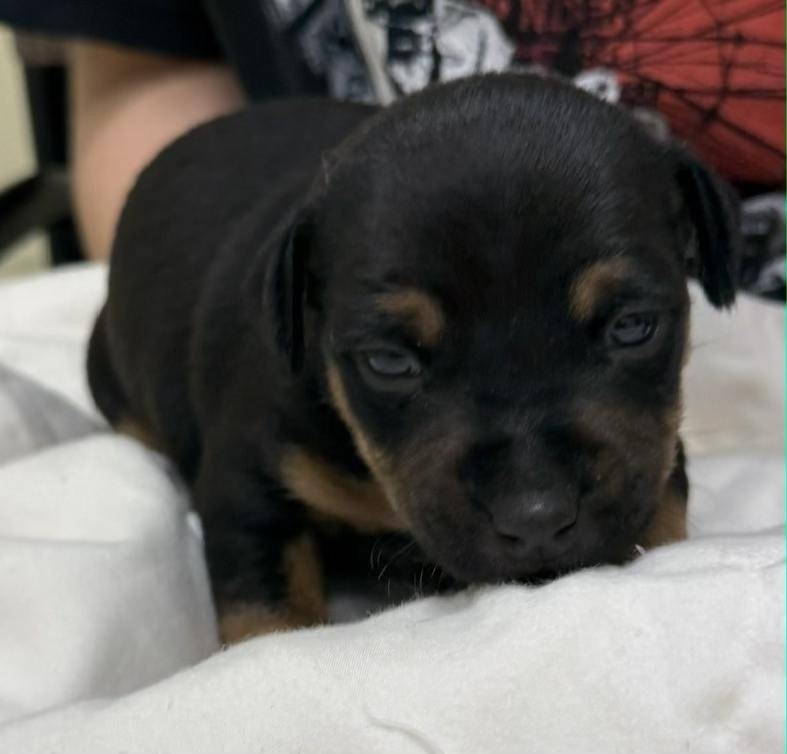 Rocky- in a foster home, photo 3